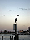 Heron at sunset