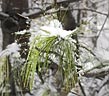 Snow on Pine Trees