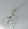 Stick Insect on a car